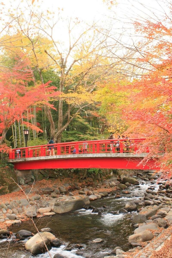 【茨城県内発】 紅葉彩る伊豆半島絶景ハイライト カニ足・刺身・寿司など海鮮尽くし50種バイキング 名湯・伊東温泉 2日間2